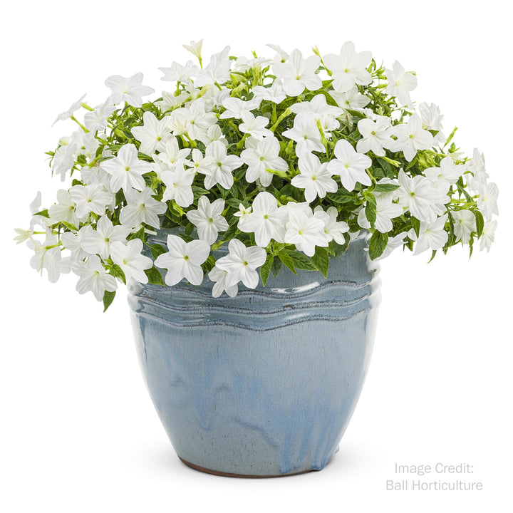 Bush Violet