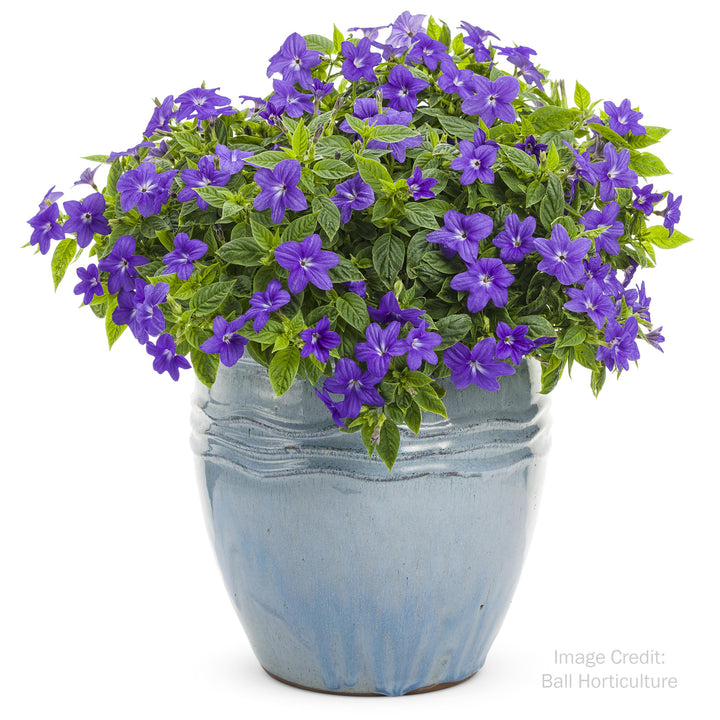 Bush Violet