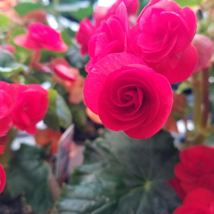 Valentine's Plants