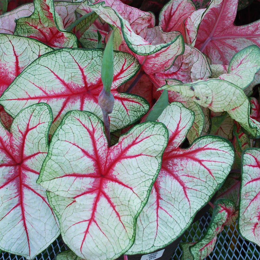 Caladium