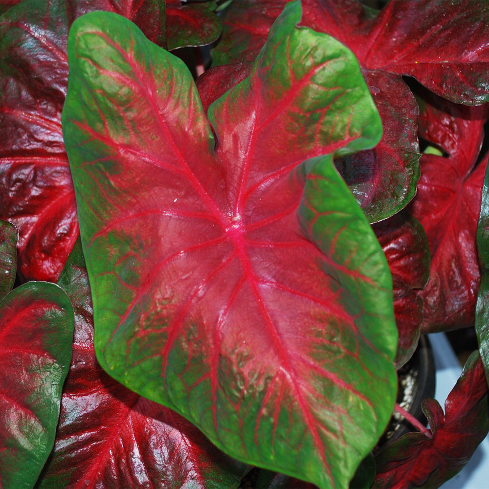Caladium