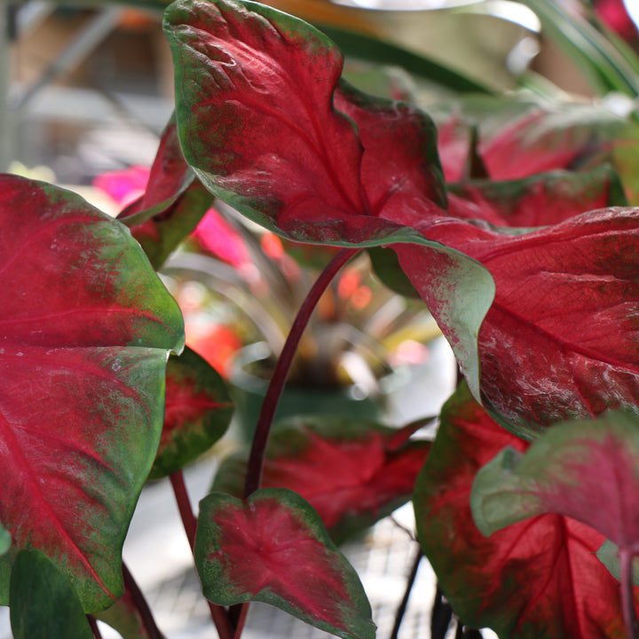 Caladium