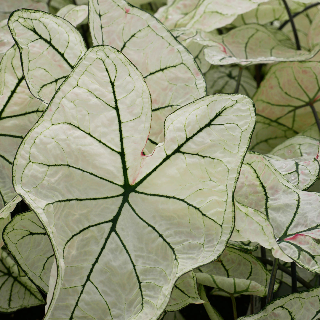 Caladium
