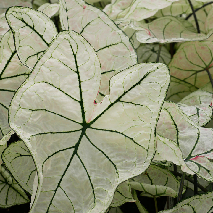 Caladium