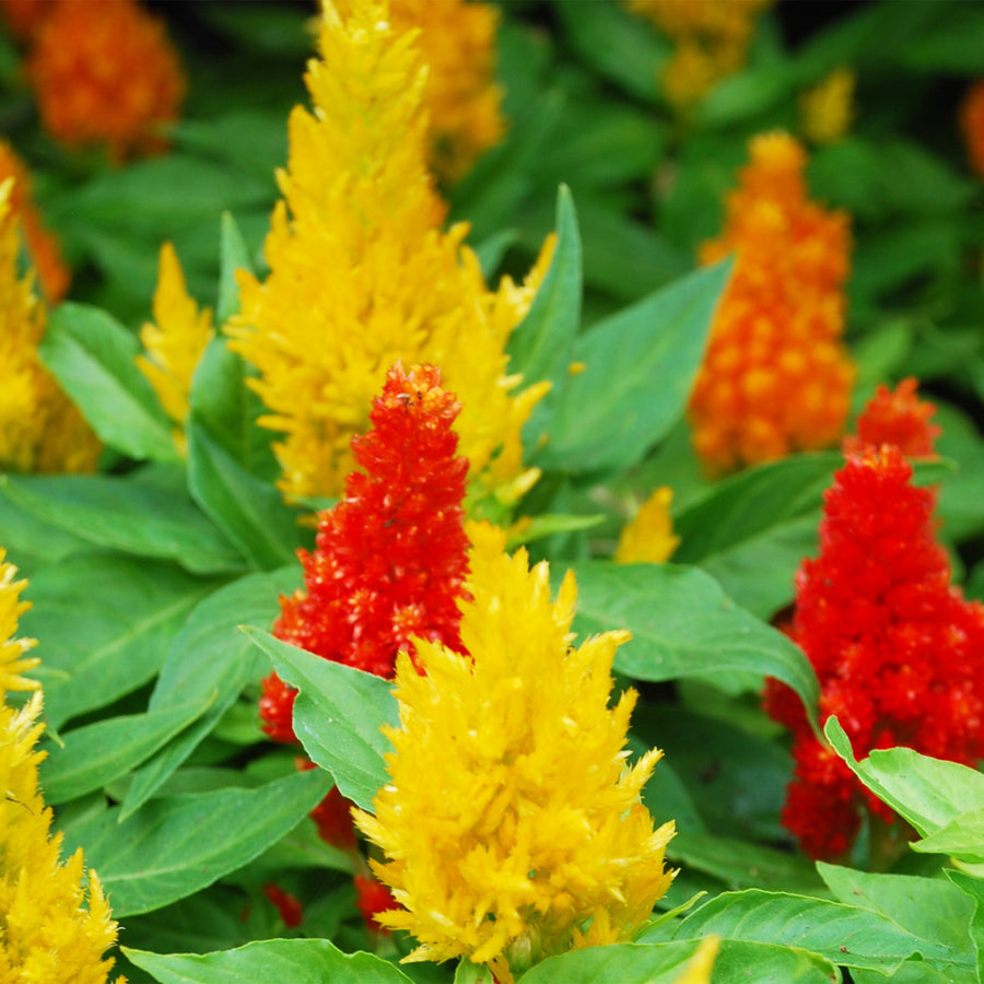Celosia