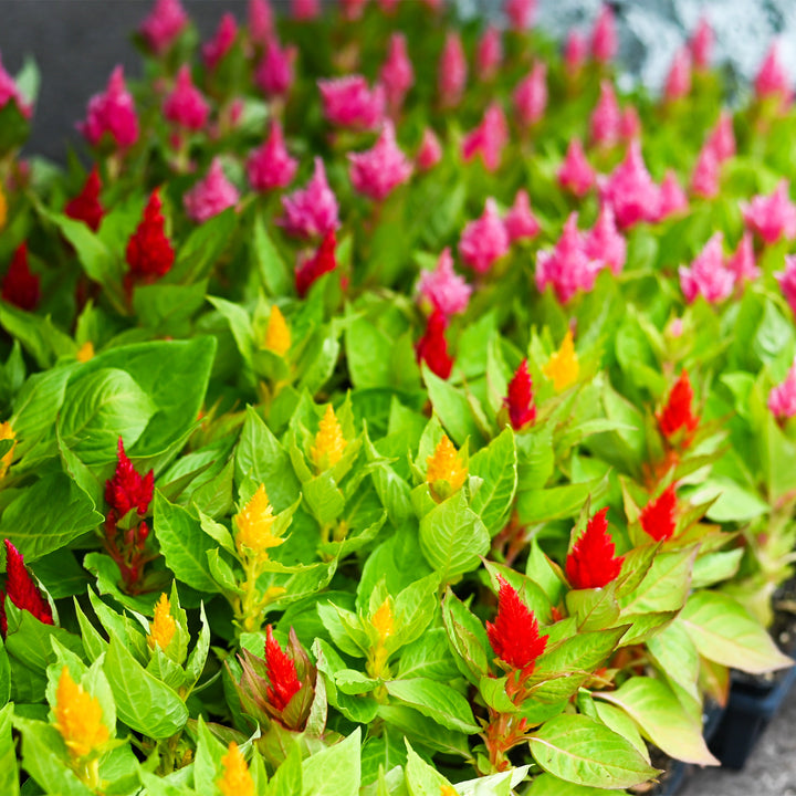 Celosia