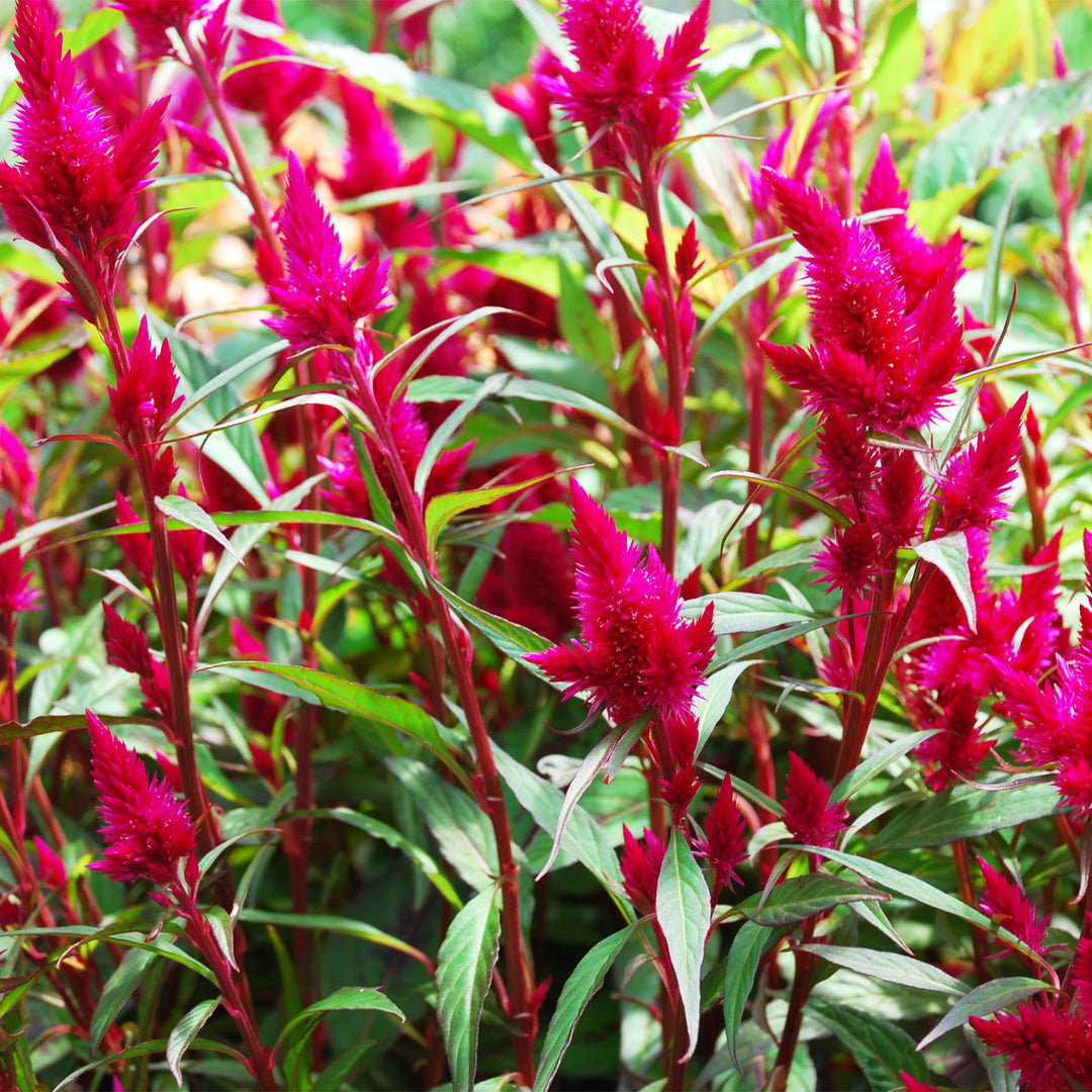Celosia