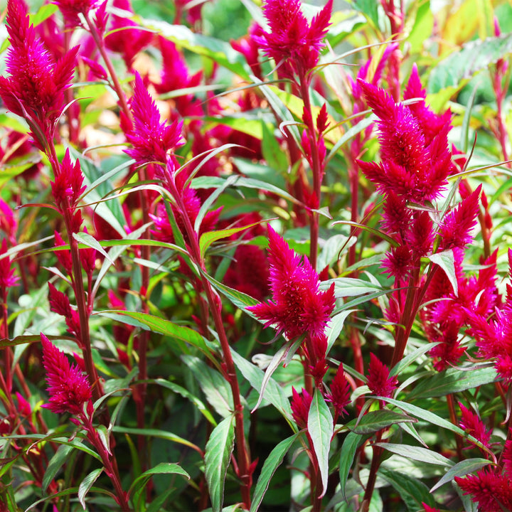 Celosia