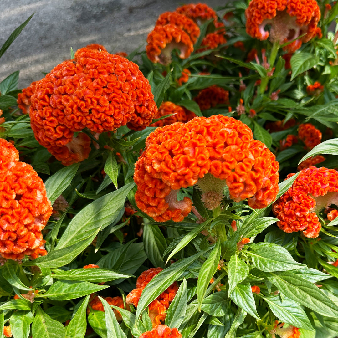 Celosia