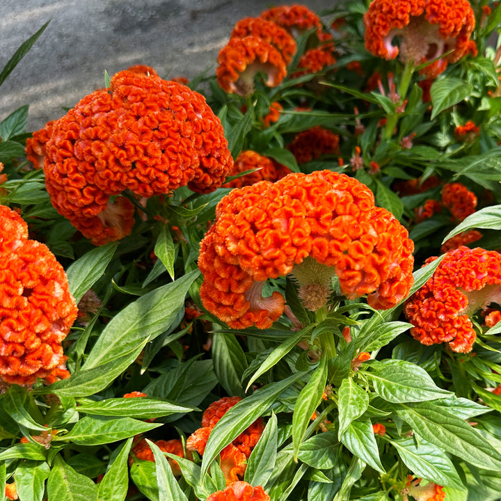 Celosia