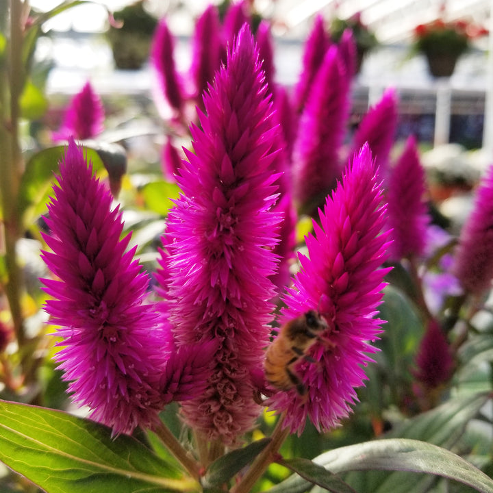 Celosia