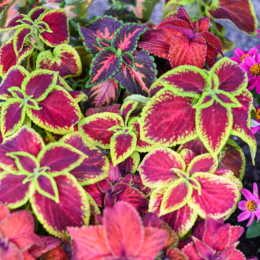 Coleus
