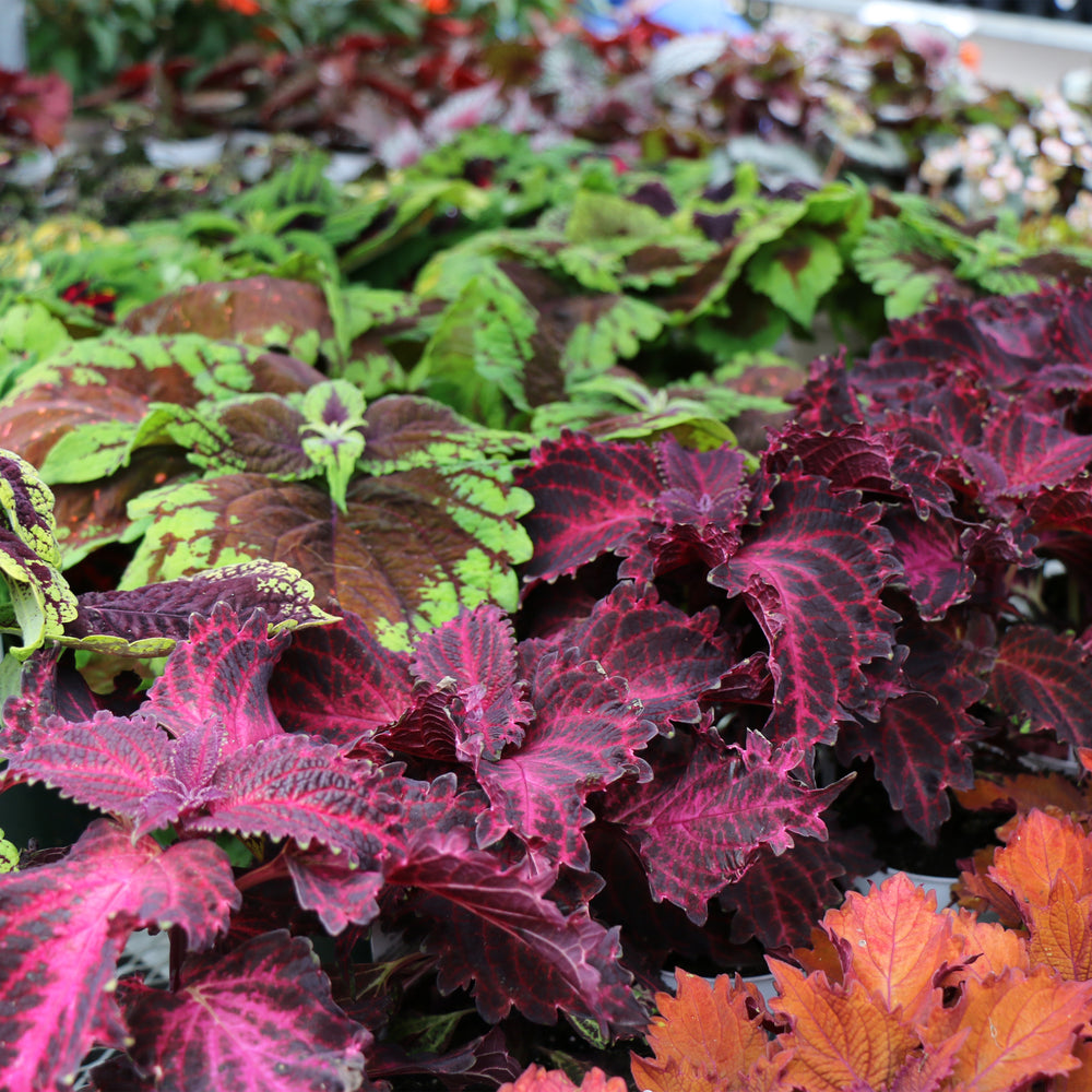 Coleus