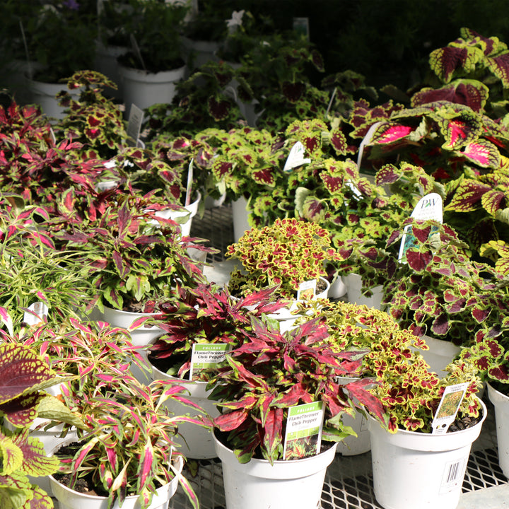 Coleus