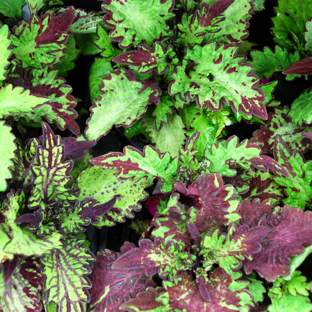 Coleus