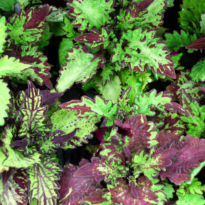 Coleus