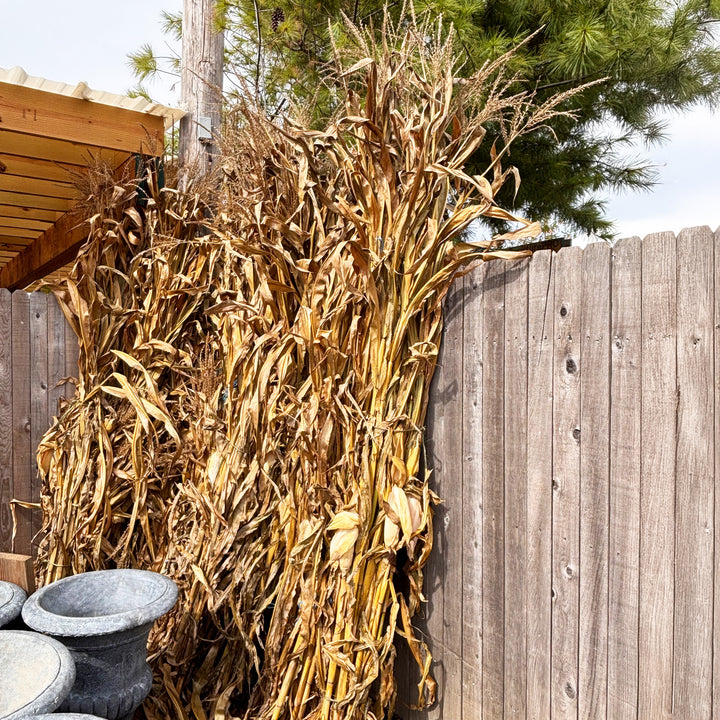 Cornstalk Bundle