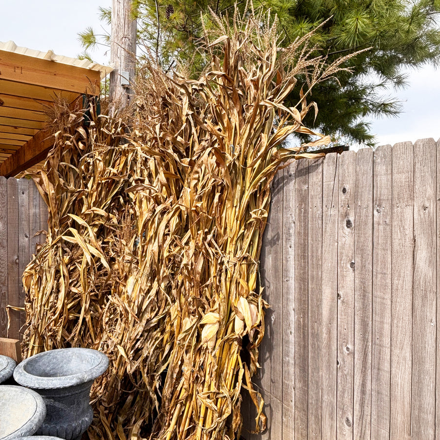 Cornstalk Bundle