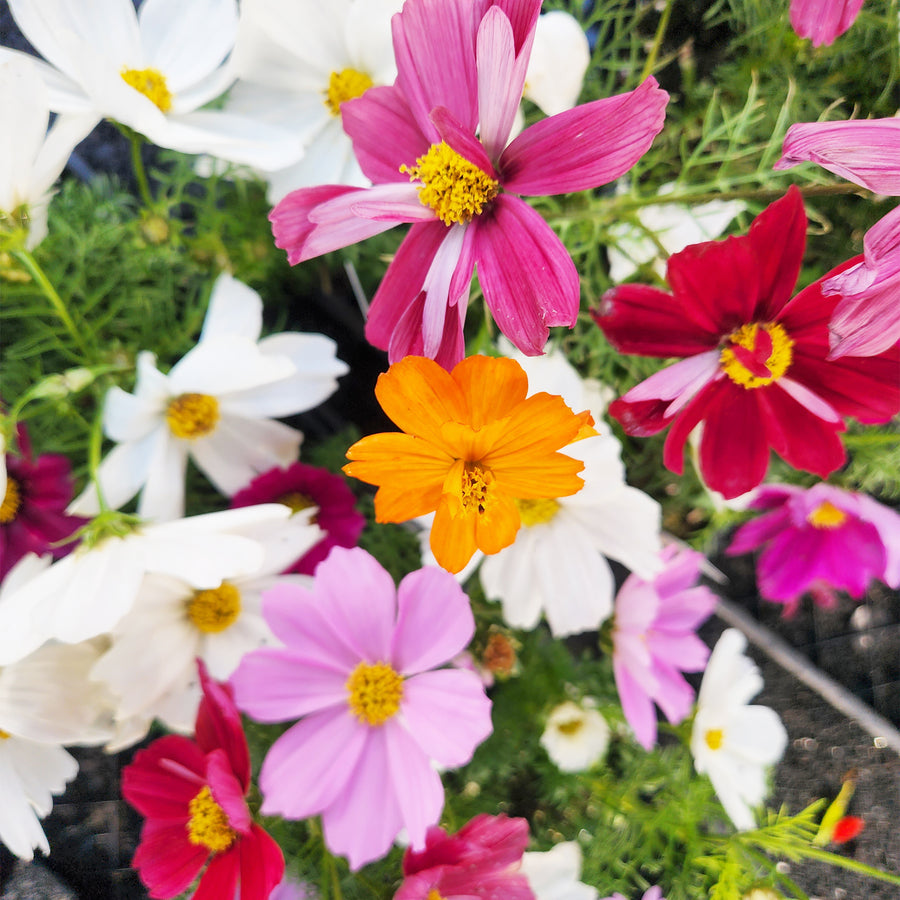 Cosmos