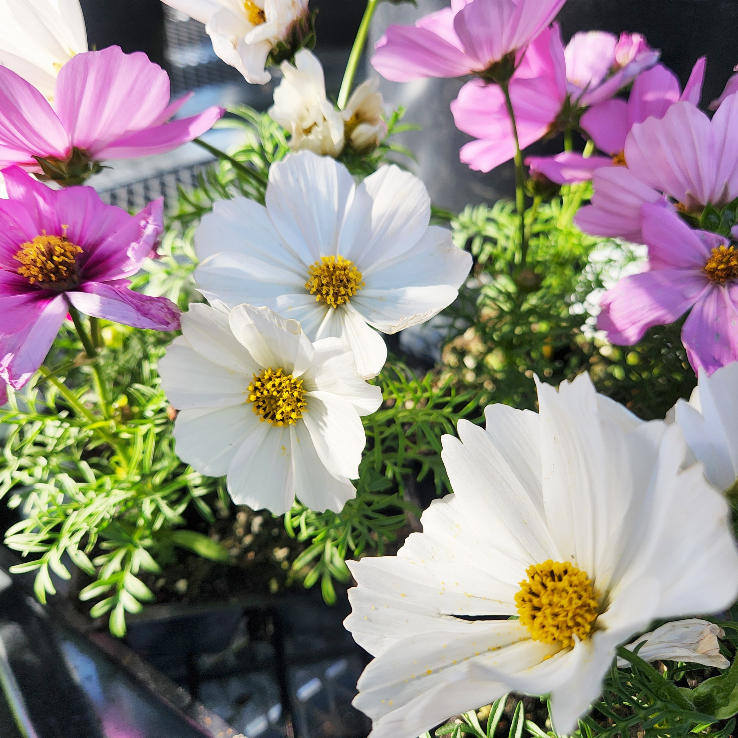 Cosmos – Gasper Home & Garden