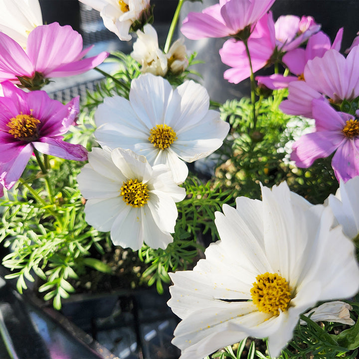 Cosmos