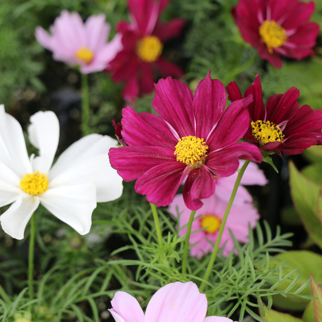 Cosmos