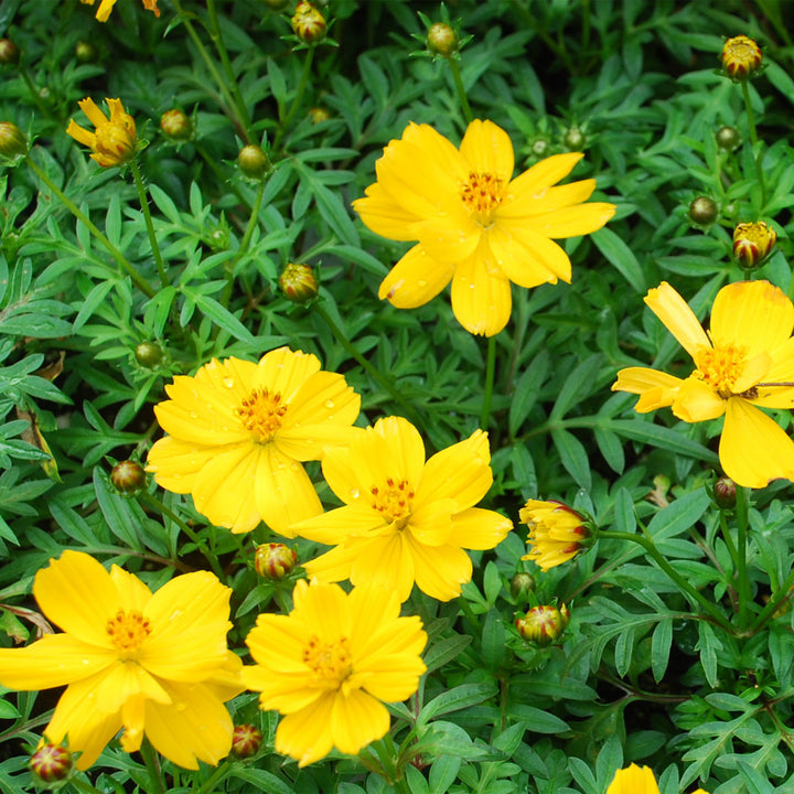 Yellow Cosmos