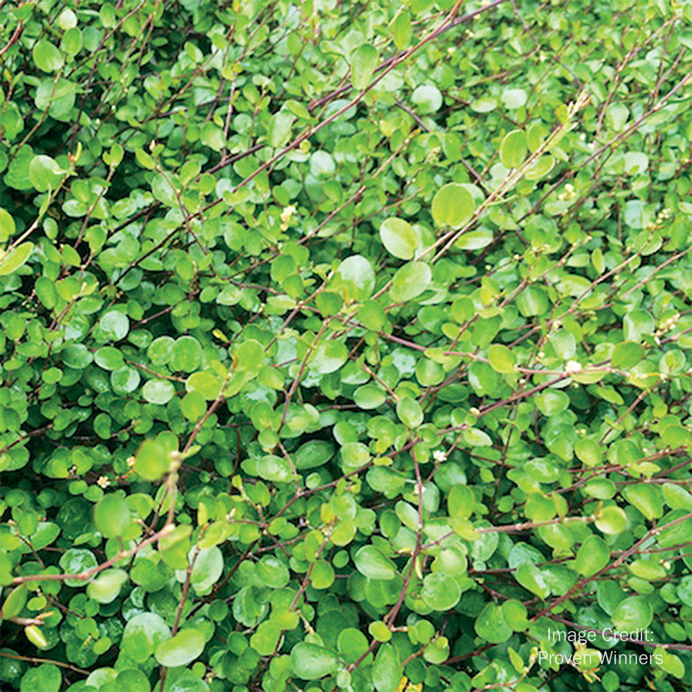 Creeping Wire