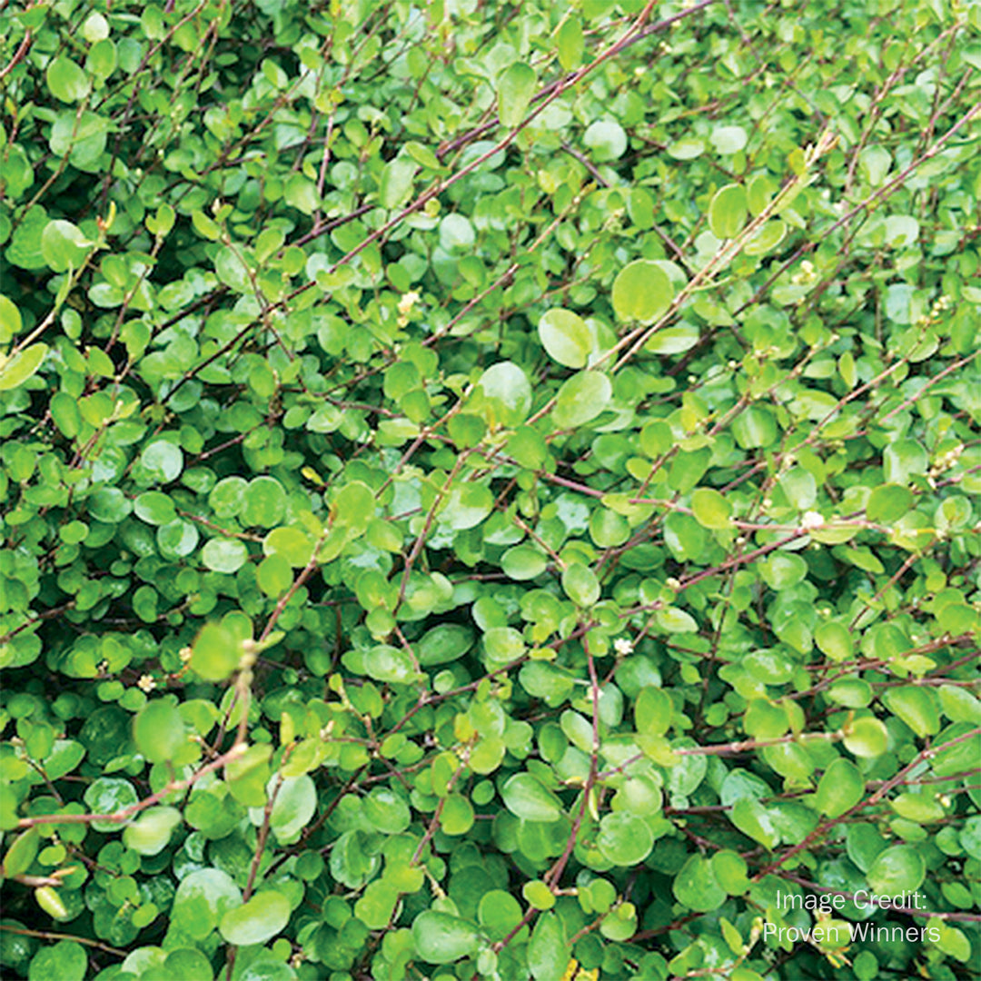 Creeping Wire