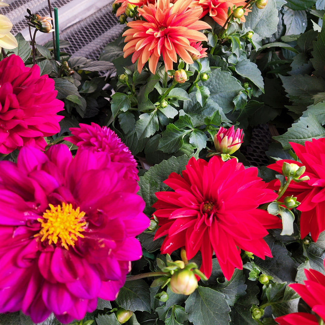 Dahlia