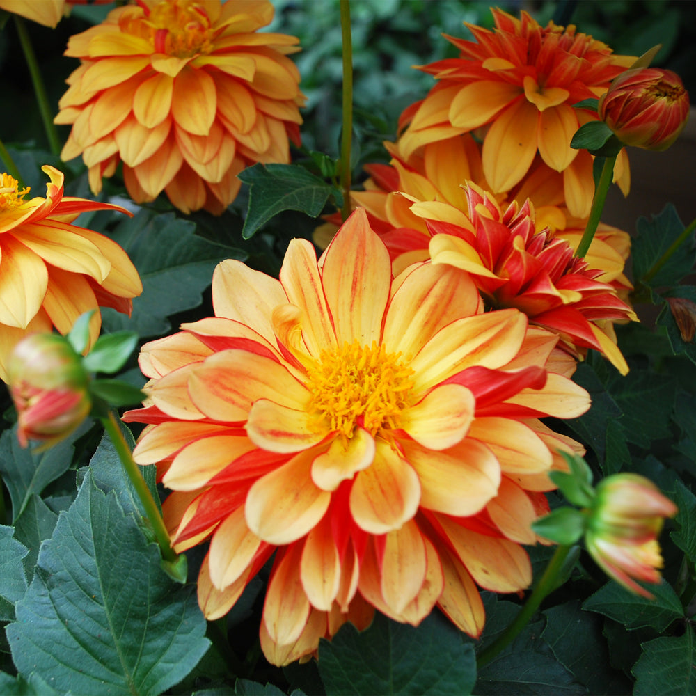 Dahlia