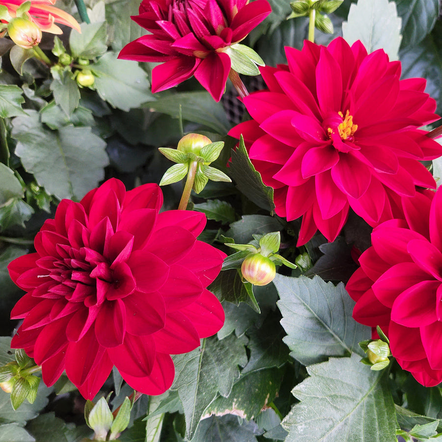 Dahlia
