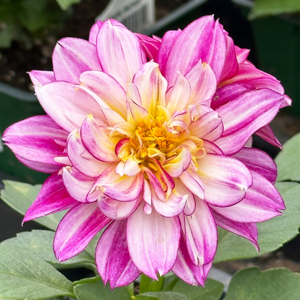 Dahlia
