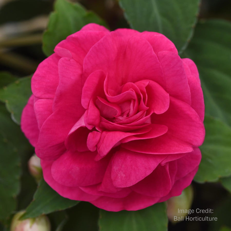 Double Impatiens