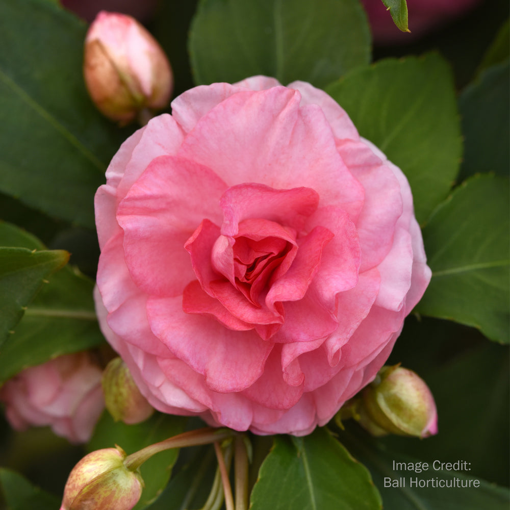 Double Impatiens