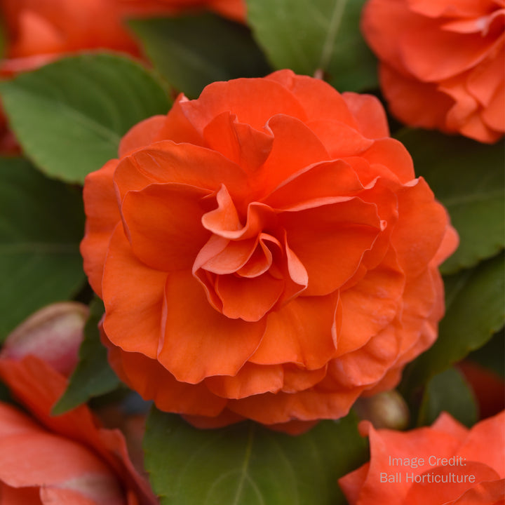 Double Impatiens