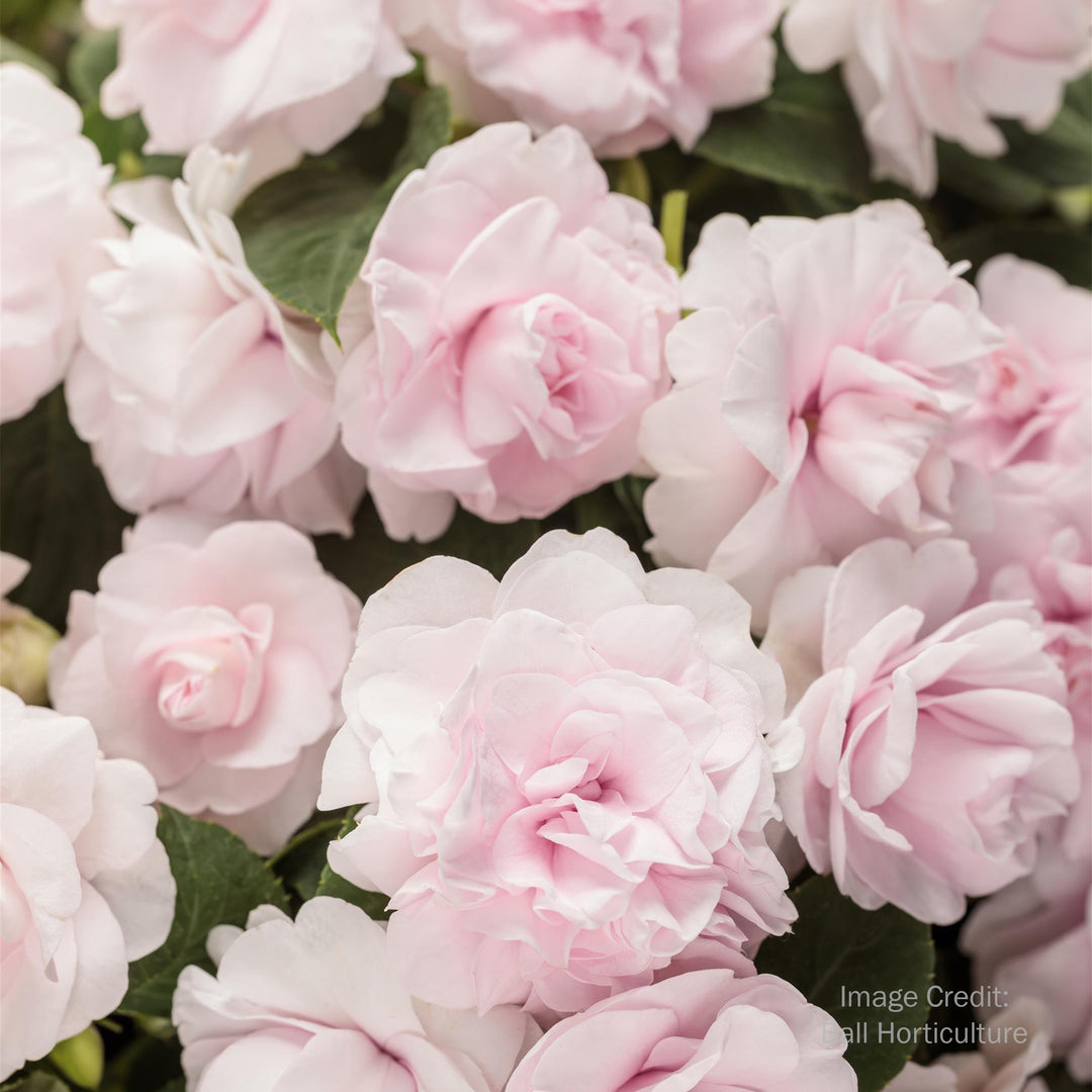 Double Impatiens