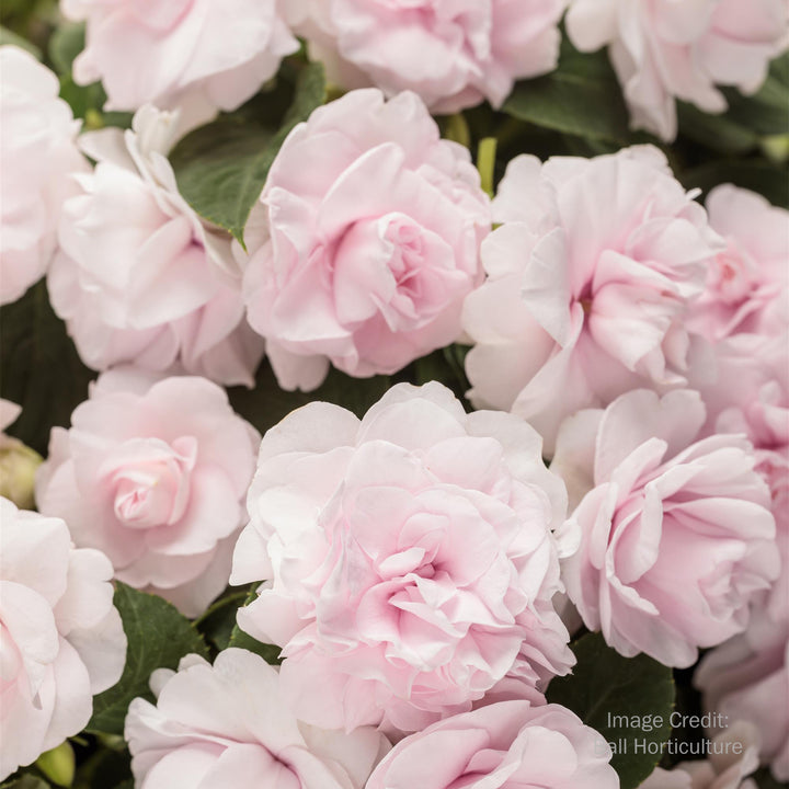 Double Impatiens