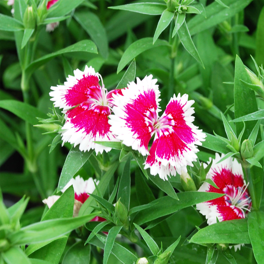 Pinks