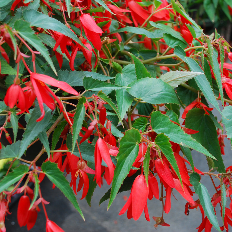 Dragon Wing Begonia