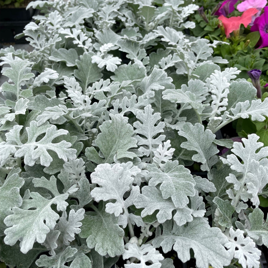 Dusty Miller