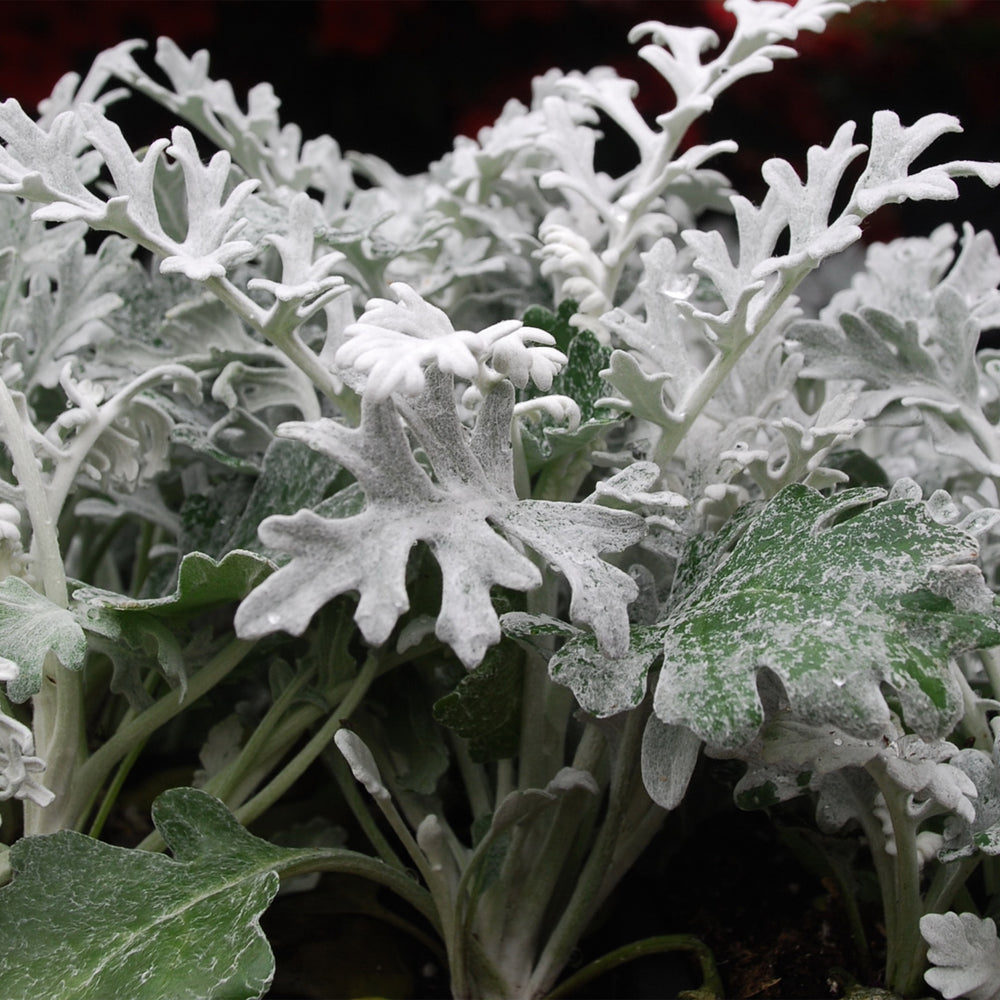 Dusty Miller