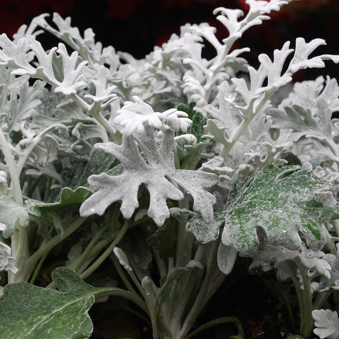 Dusty Miller