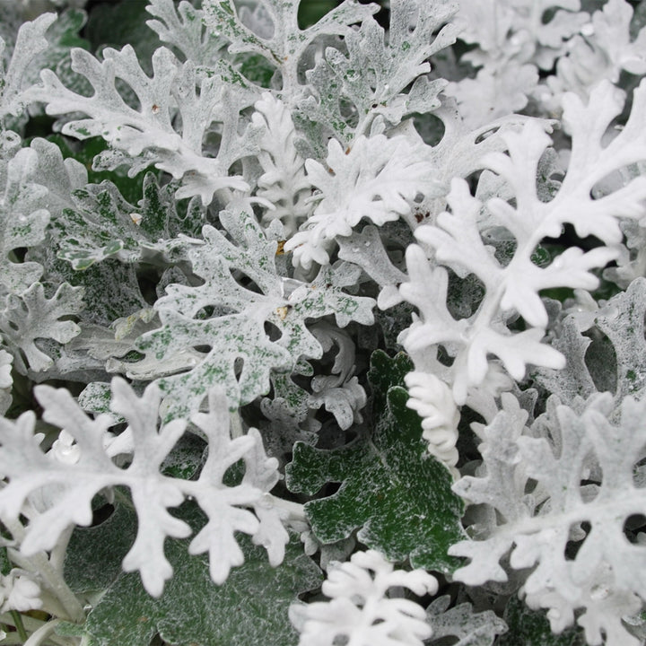 Dusty Miller