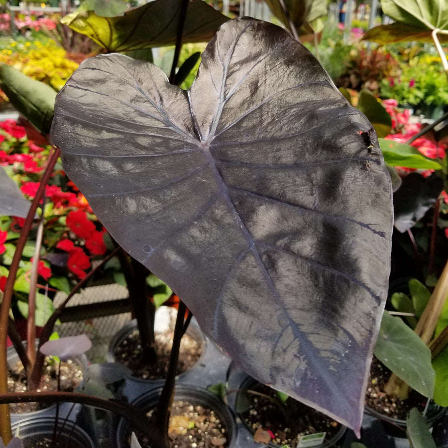 Elephant Ears