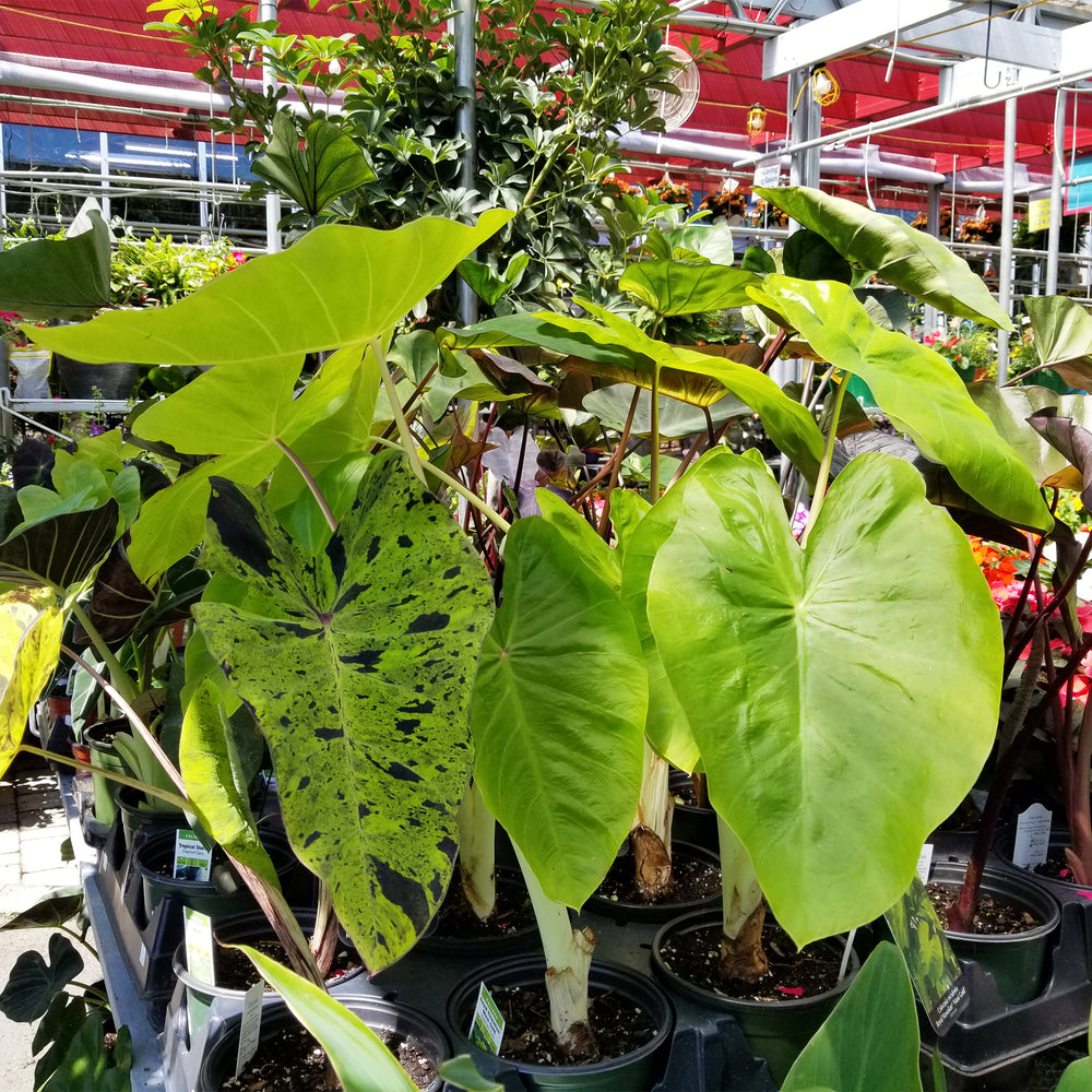 Elephant Ears