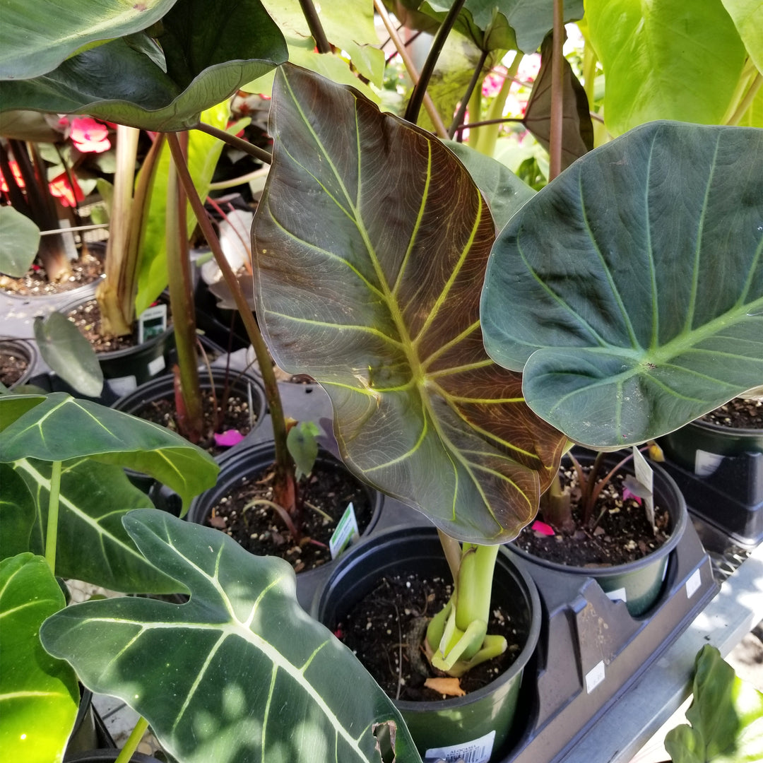 Elephant Ears