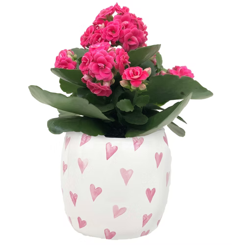 Valentine's Plants