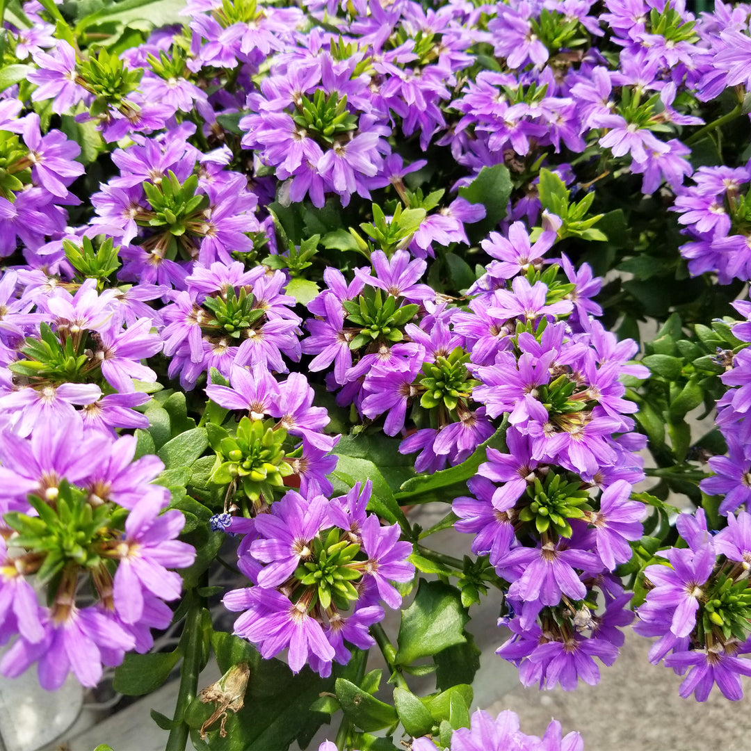 Fan Flower