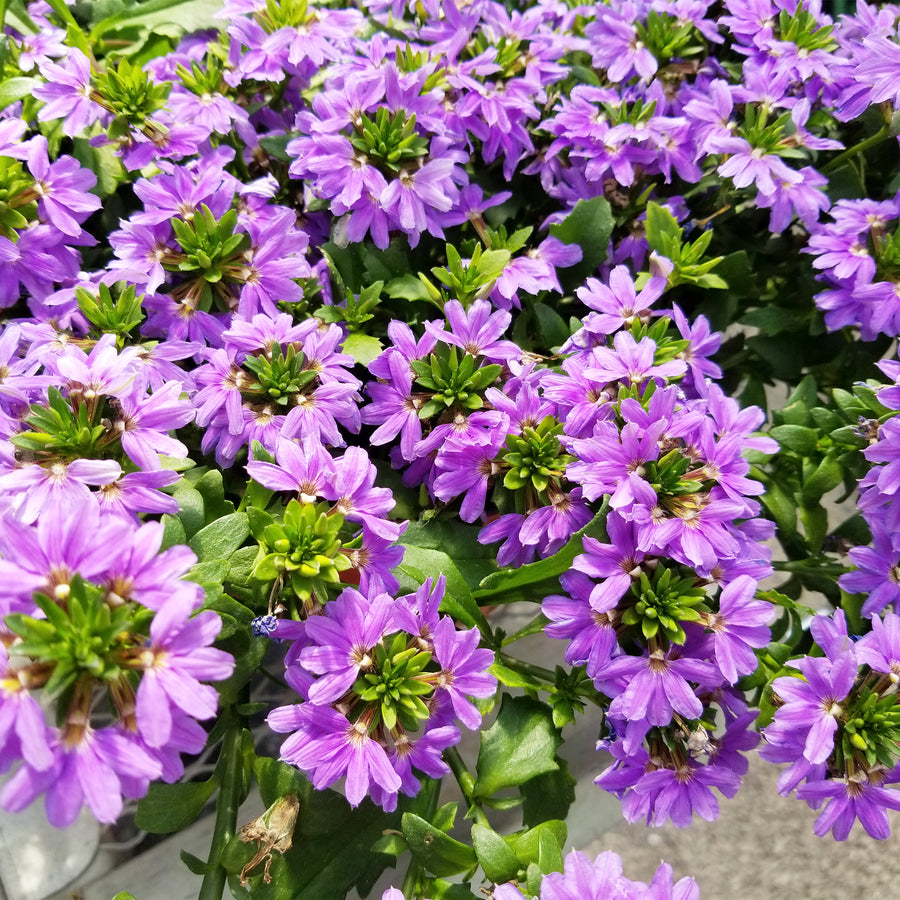 Fan Flower